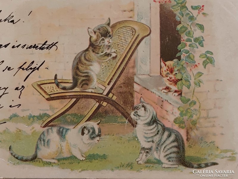 Régi képeslap 1900 levelezőlap cica macska