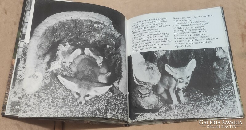 Állatkölykök (Kapocsy György) 1980-as kiadás