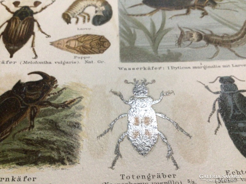 Bugs. Käfer.Cromolithographie