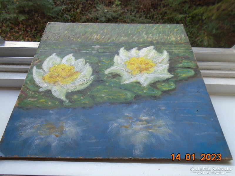 Water lilies