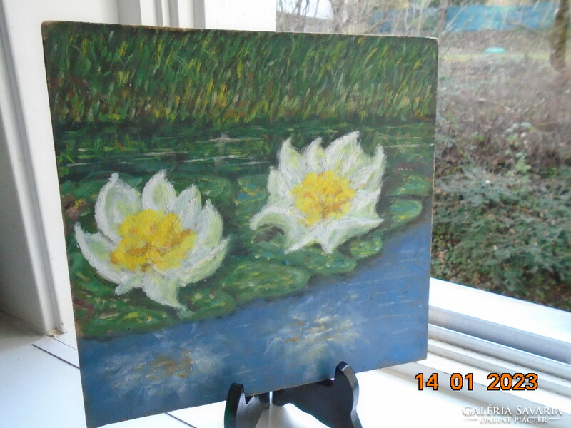 Water lilies