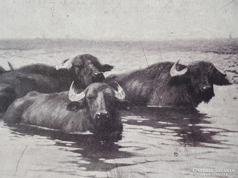 Old postcard 1933 buffalo photo postcard