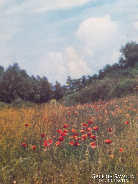 Old postcard poppy field picture postcard
