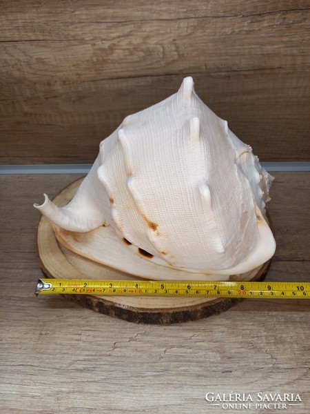 Sea deer snail 20x23x18 cm