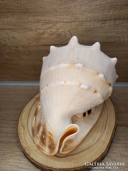 Sea deer snail 20x23x18 cm