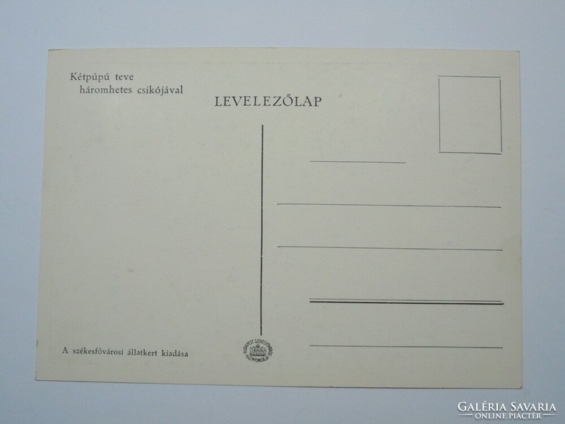 Régi képeslap levelezőlap - Kétpúpú teve - Székesfővárosi Állatkert kiadása 1910-es évek