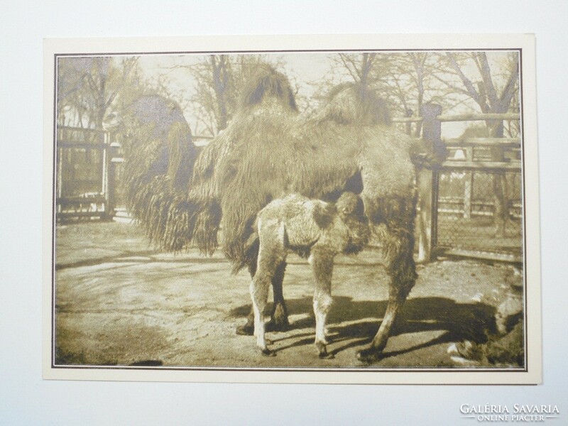 Old postcard postcard - two-humped camel - published by Székesfóváros Zoo, 1910s