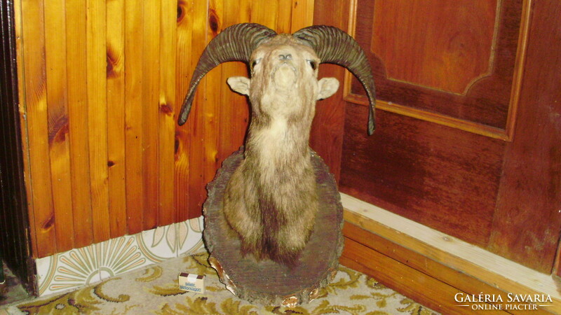 Mouflon trophy, preparation on a wooden base