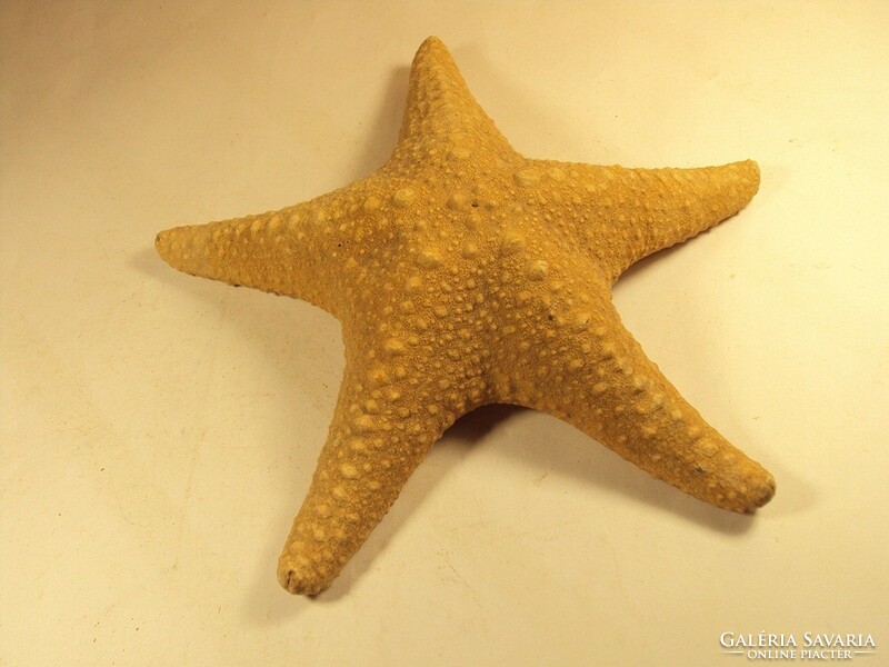 Starfish diameter: 21 cm