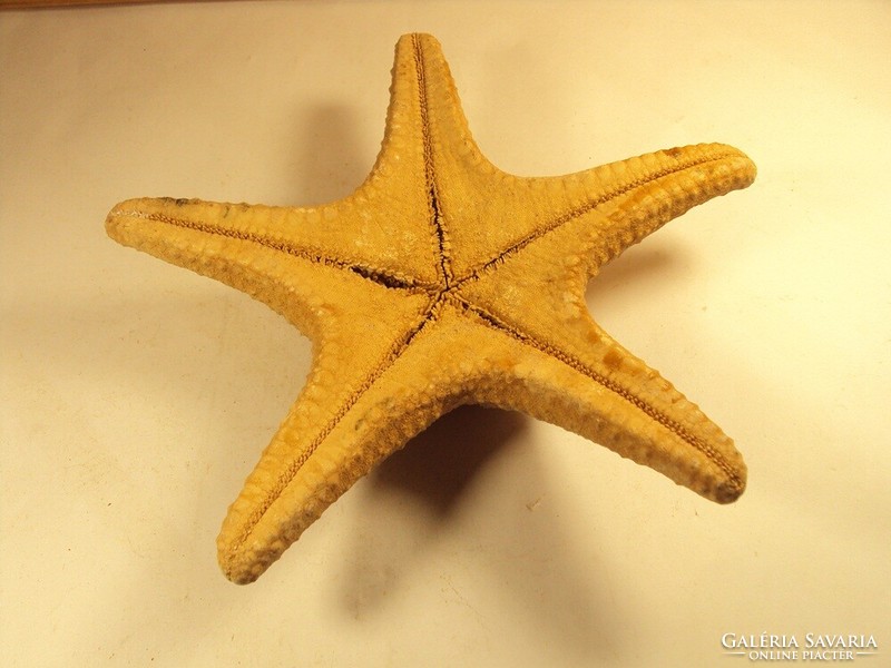 Starfish diameter: 21 cm