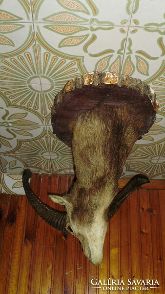 Mouflon trophy, preparation on a wooden base