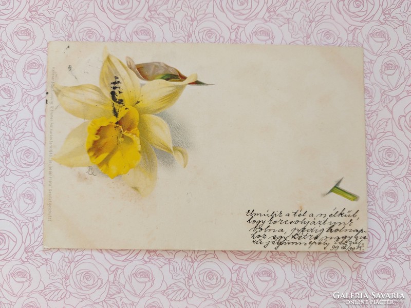 Régi képeslap 1899 levelezőlap nárcisz