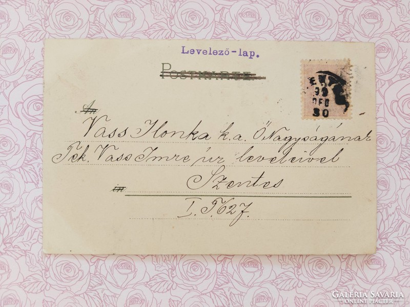 Old postcard 1899 postcard with daffodils