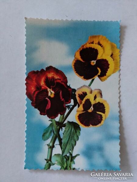 Régi képeslap virágos fotó levelezőlap árvácska
