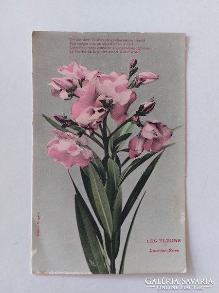 Régi virágos képeslap levelezőlap leander babérrózsa
