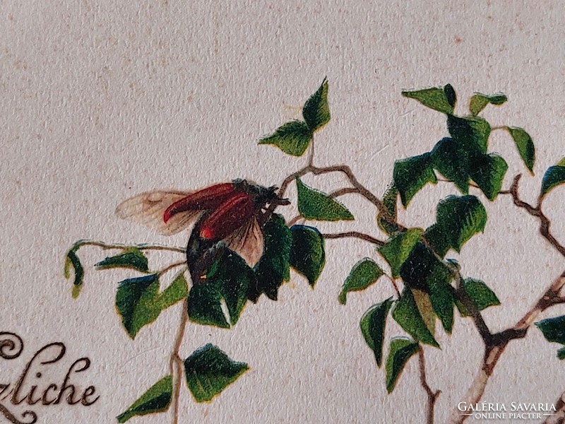 Régi képeslap 1924 levelezőlap nyárfa bogarak