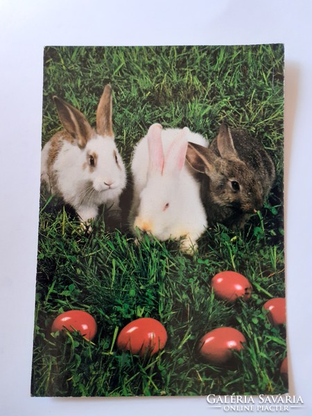 Retro Easter postcard with bunny photo postcard