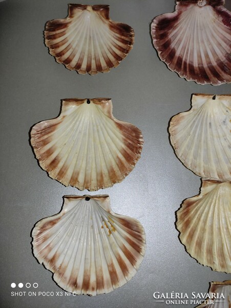 Tengeri shell kagyló egy darab elérhető