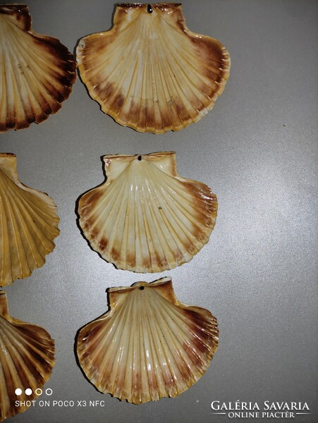 Sea shells for the price of 20 pieces