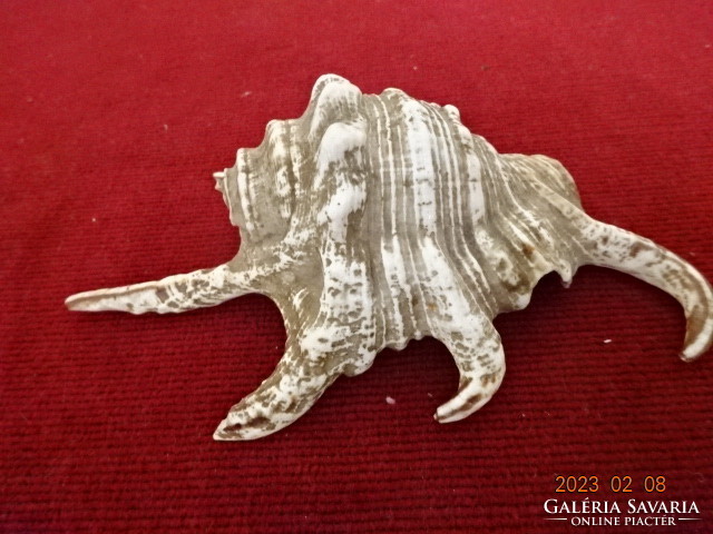 Sea shell, length 13 cm. Injured. Jokai.