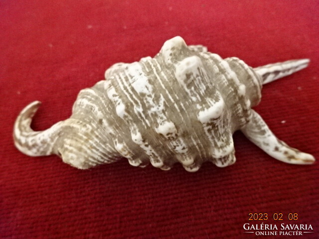 Sea shell, length 13 cm. Injured. Jokai.