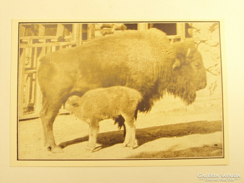 Régi képeslap levelezőlap - Amerikai bölénytehén néhánynapos - Székesfővárosi Állatkert kiadása
