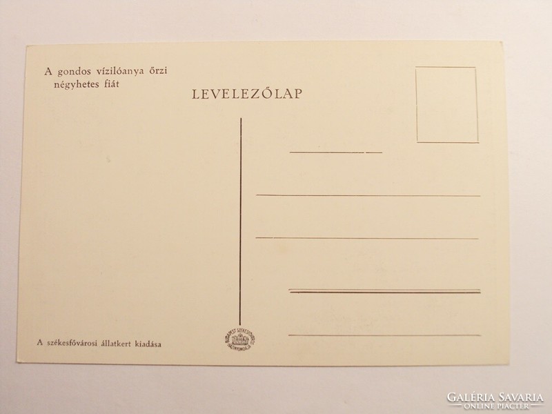 Régi képeslap levelezőlap - A gondos vízilóanya őrzi négyhetes fi - Székesfővárosi Állatkert kiadása