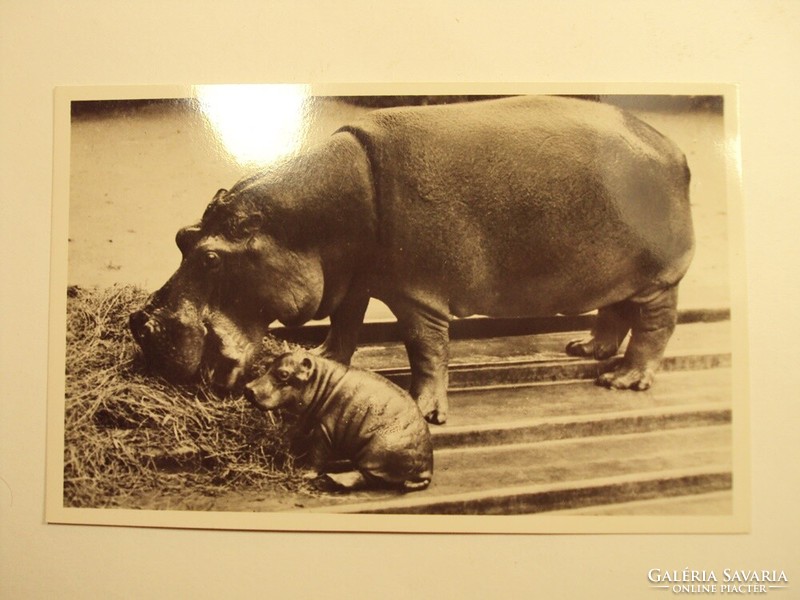 Régi képeslap levelezőlap - Víziló anya újszülött fiával - Székesfővárosi Állatkert kiadása