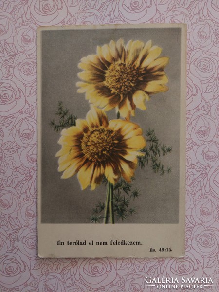 Régi virágos képeslap levelezőlap margaréta