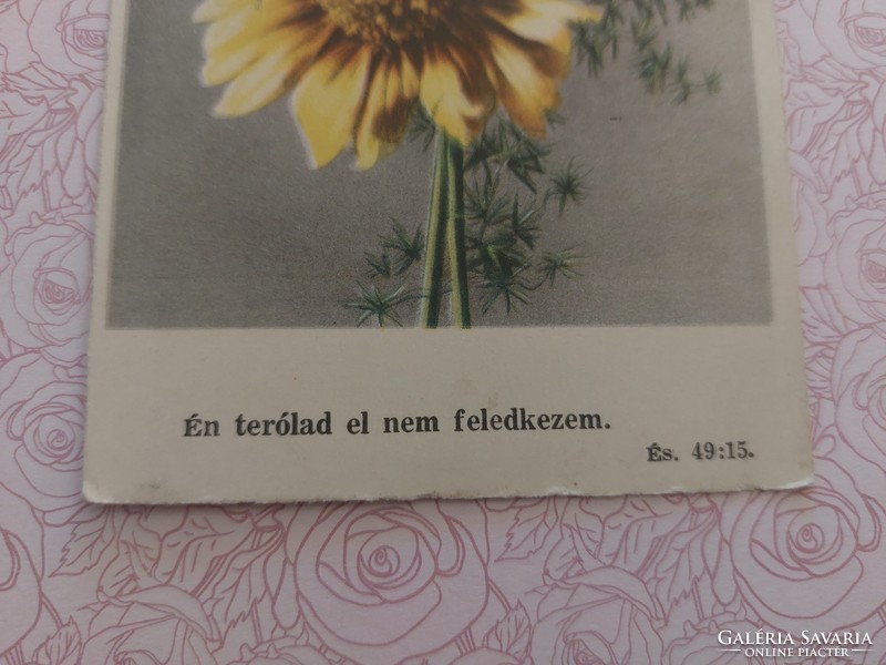 Régi virágos képeslap levelezőlap margaréta