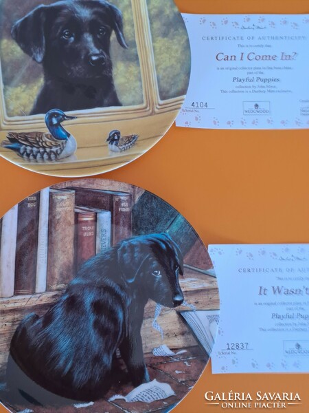 Wedgwood vintage angol csontporcelán dísztányérok certifikációval fekete labradorokról 20.5 cm