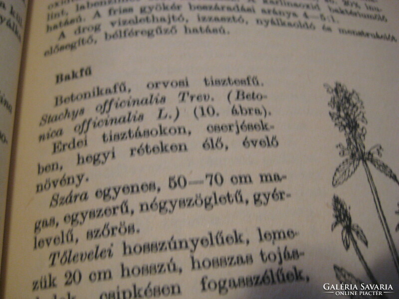 Herbs written by Rátóti - Romvár. Description and presentation of herbs and medicinal teas