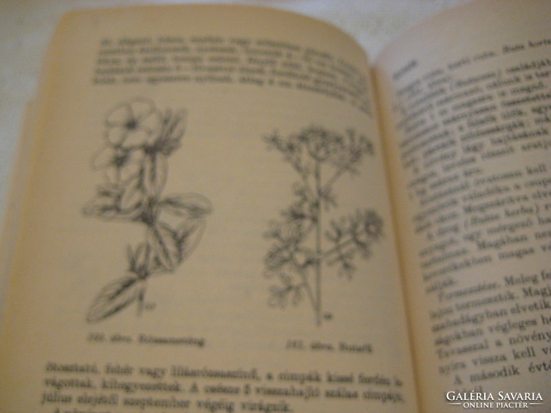 Gyógynövények  írta  rátóti - Romvári  . Gyógynövények és gyógy teák  leírása  , bemutatása