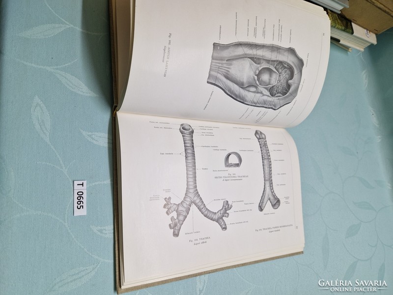 T0665 Kiss-Szentágothai Anatómia atlasz II