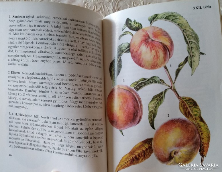 Búvár zsebkönyvek: Gyümölcsök, ajánljon!