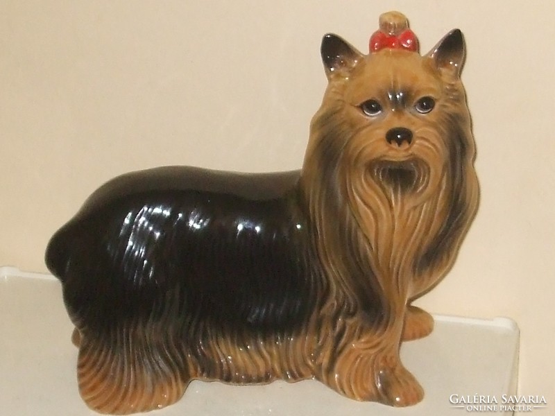 Rare yorkshire terrier dog