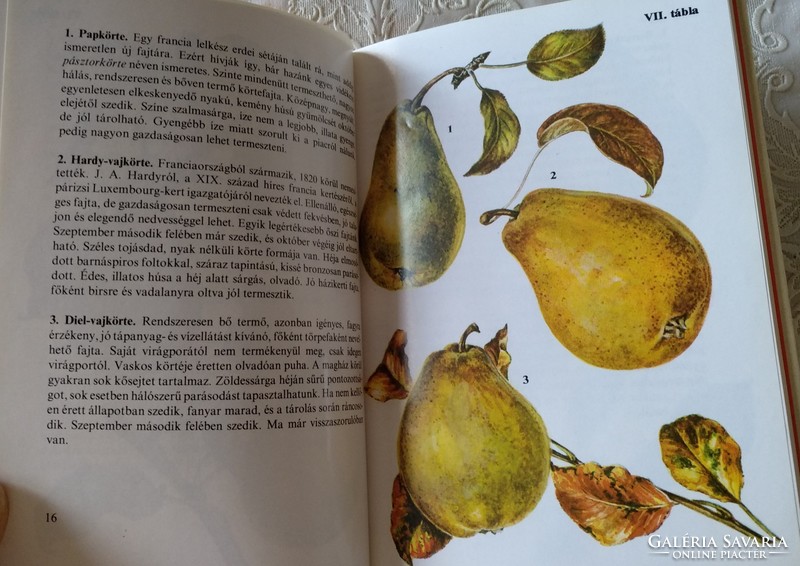 Diver pocket books: fruits, recommend!