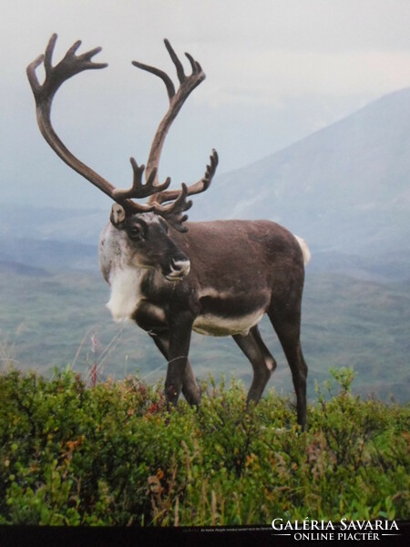 Poster 17.: Reindeer in Alaska's Denali National Park (photo)