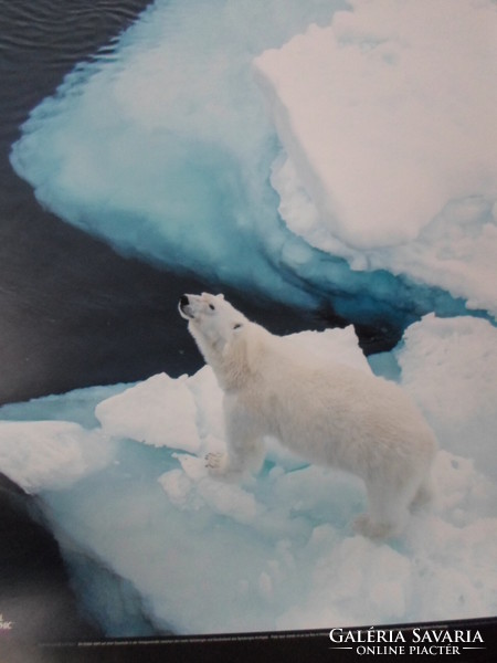 Poszter 13.: Jegesmedve egy úszó jégtáblán a Spitzbergák közelében, Norvégia (fotó; sarkvidék, jég)