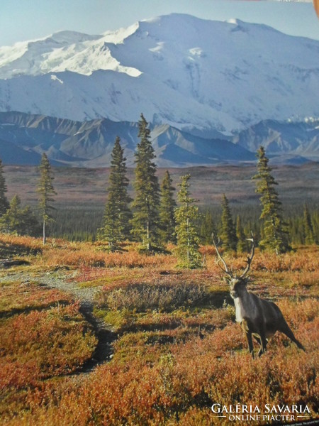 Poster 16.: Reindeer in Alaska's Denali National Park (photo)