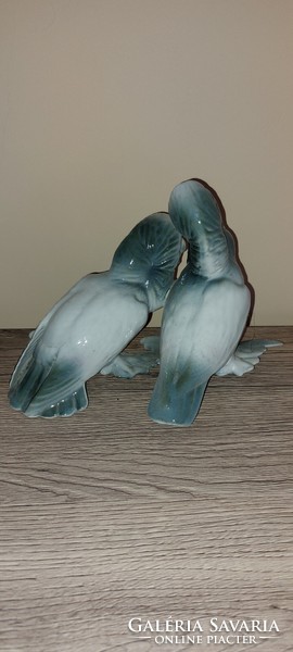 Flawless, rare pair of Cluj pigeons