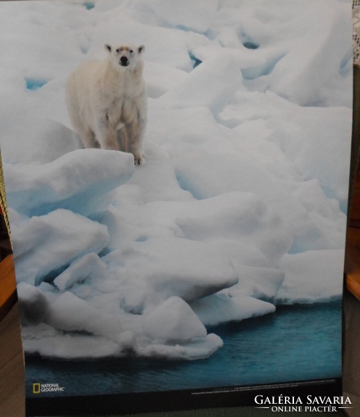 Poster 12.: Polar bear on Spitsbergen, Norway (photo; Arctic, ice)