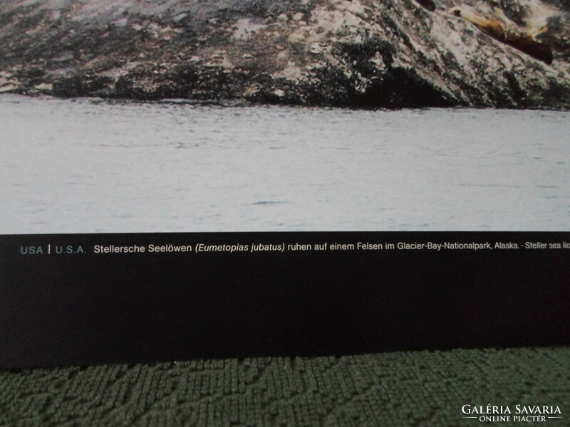 Poster 8.: Lion seals in Alaska's Glacier Bay National Park (photo; arctic, seal)