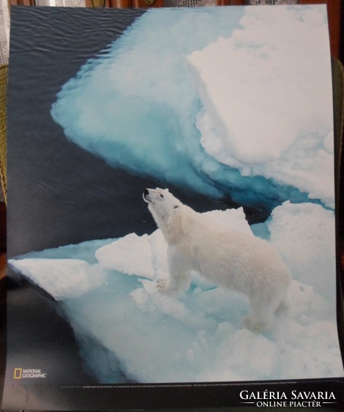 Poster 13.: Polar bear on a floating iceberg near Spitsbergen, Norway (photo; Arctic, ice)