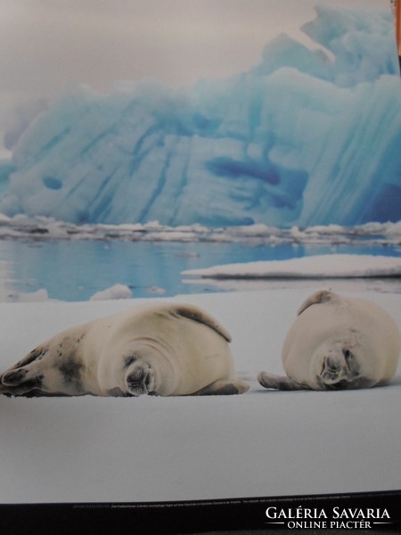 Poszter 7.: Rákevő fókák úszó jégtáblán az Antarktiszon (fotó; sarkvidék, jég)