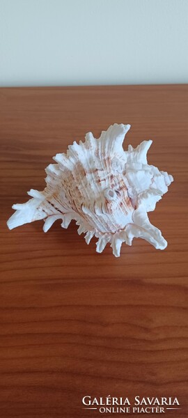 Sea snail, shell