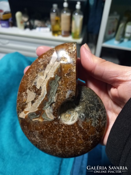 10 cm thick, original flawless beautiful whole monumental Madagascar ammonite / ammonite fossil