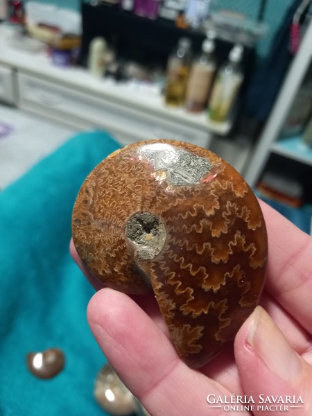 6,5cm es Eredeti hibátlan szép egesz  monumentális madagaszkári ammonita / ammonitesz fosszília
