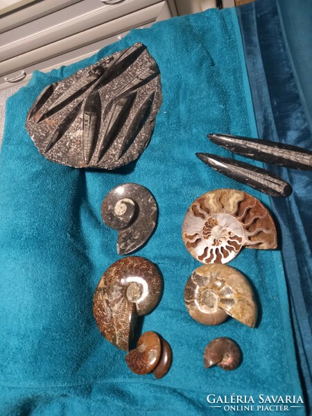 Hatalm10cm es Eredeti hibátlan szép egesz  monumentális madagaszkári ammonita / ammonitesz fosszília