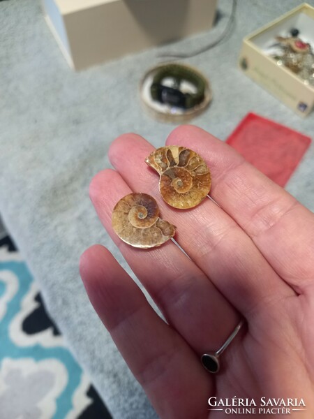2-2,5cm es hibátlan szép madagaszkári ammonitesz pár fosszília